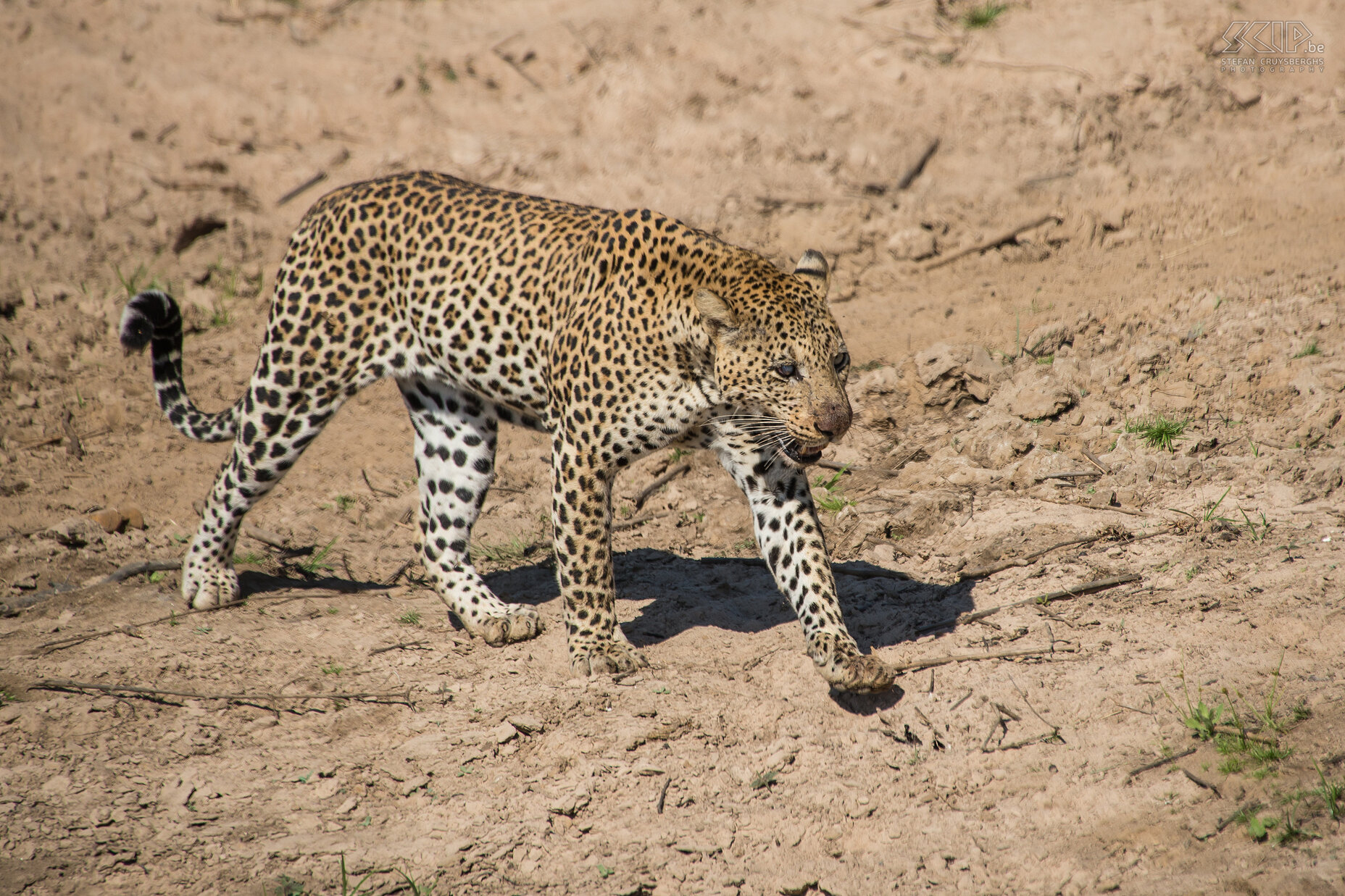 South Luangwa - Leopard After eating a second piece of meat, the leopard walks away into the bushes. Then we saw that one of his eyes was injured. Hunting is certainly not easy with one eye, so he dared to claim his share of the prey. This sighting was very unique and this has never been witnessed before in South Luangwa. Stefan Cruysberghs